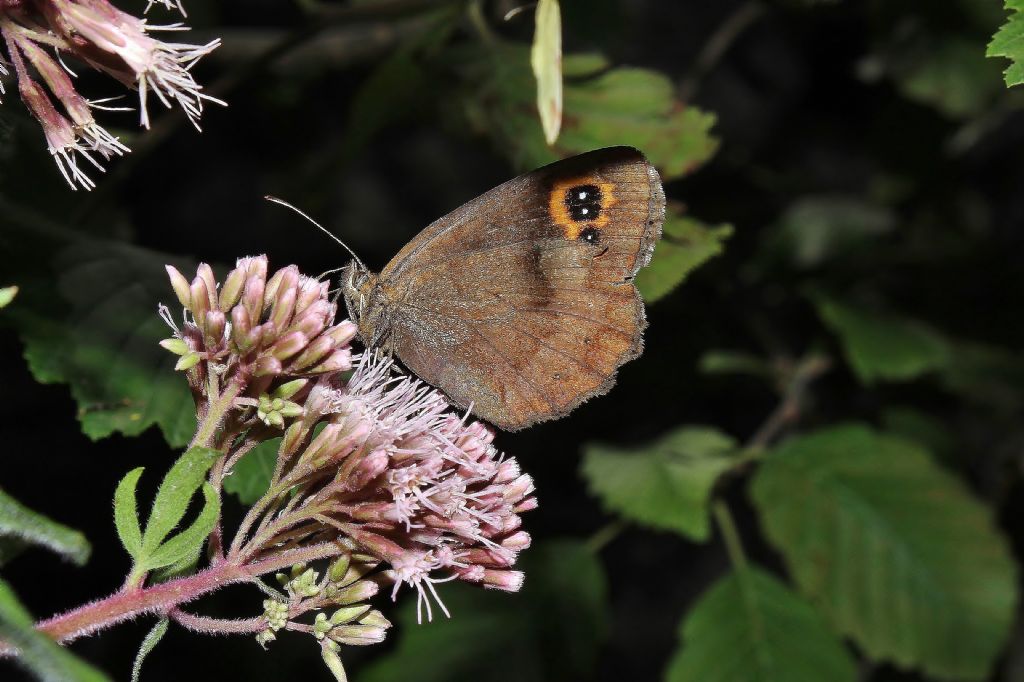 Erebia aethiops (Nymphalidae Satyrinae)